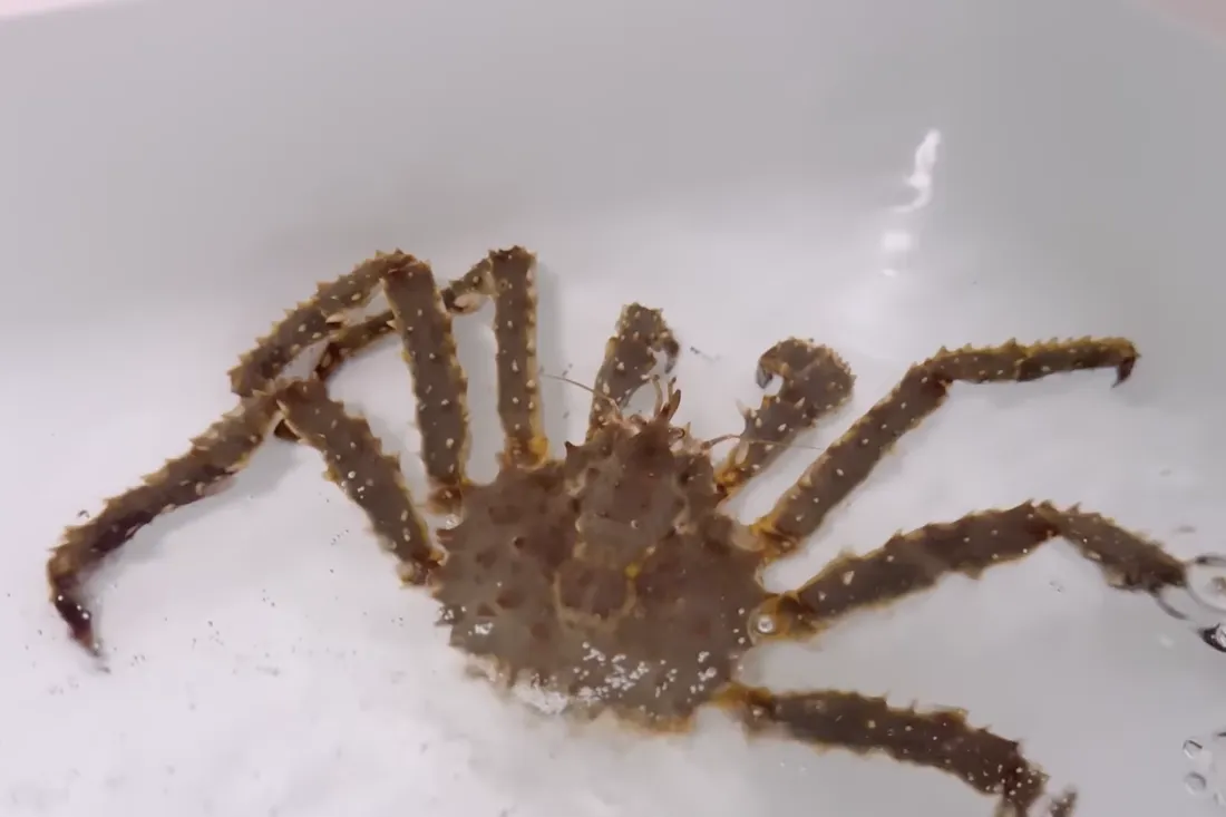浴槽を海水にして飼育しているタラバガニ