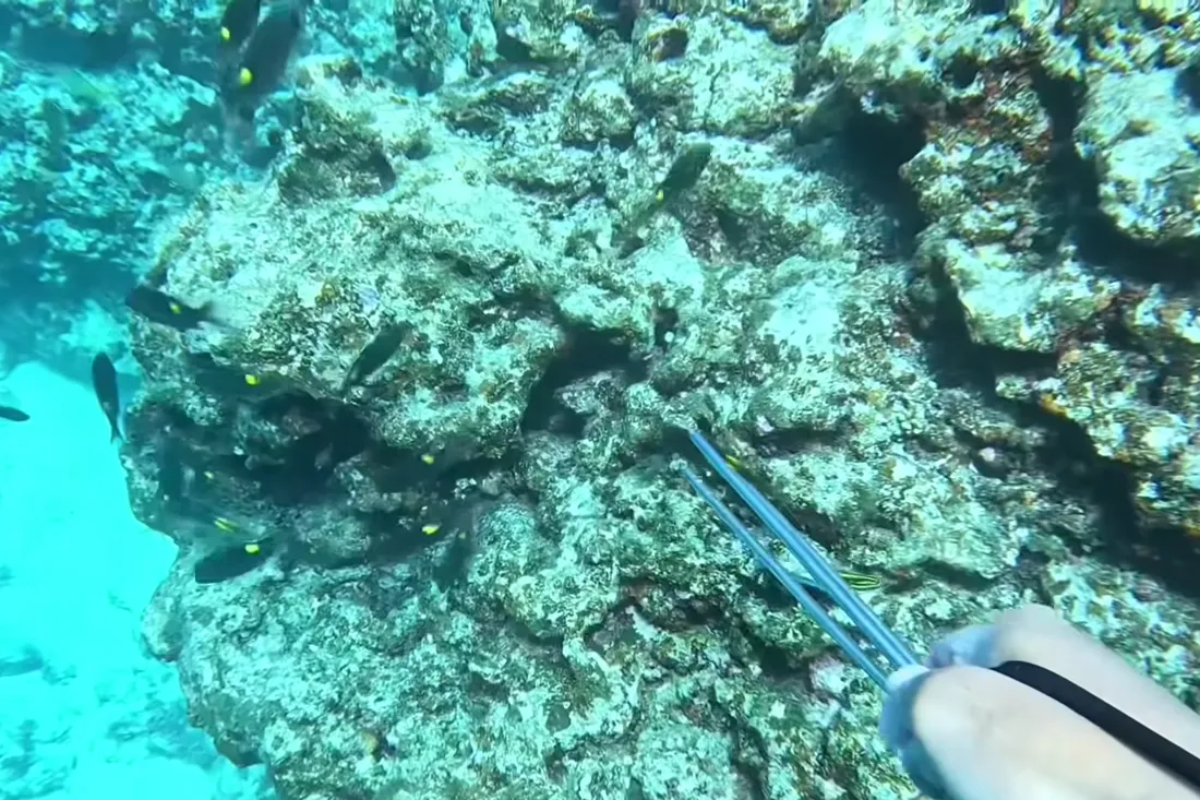無人島の海で素潜りをして珊瑚礁を泳ぐ