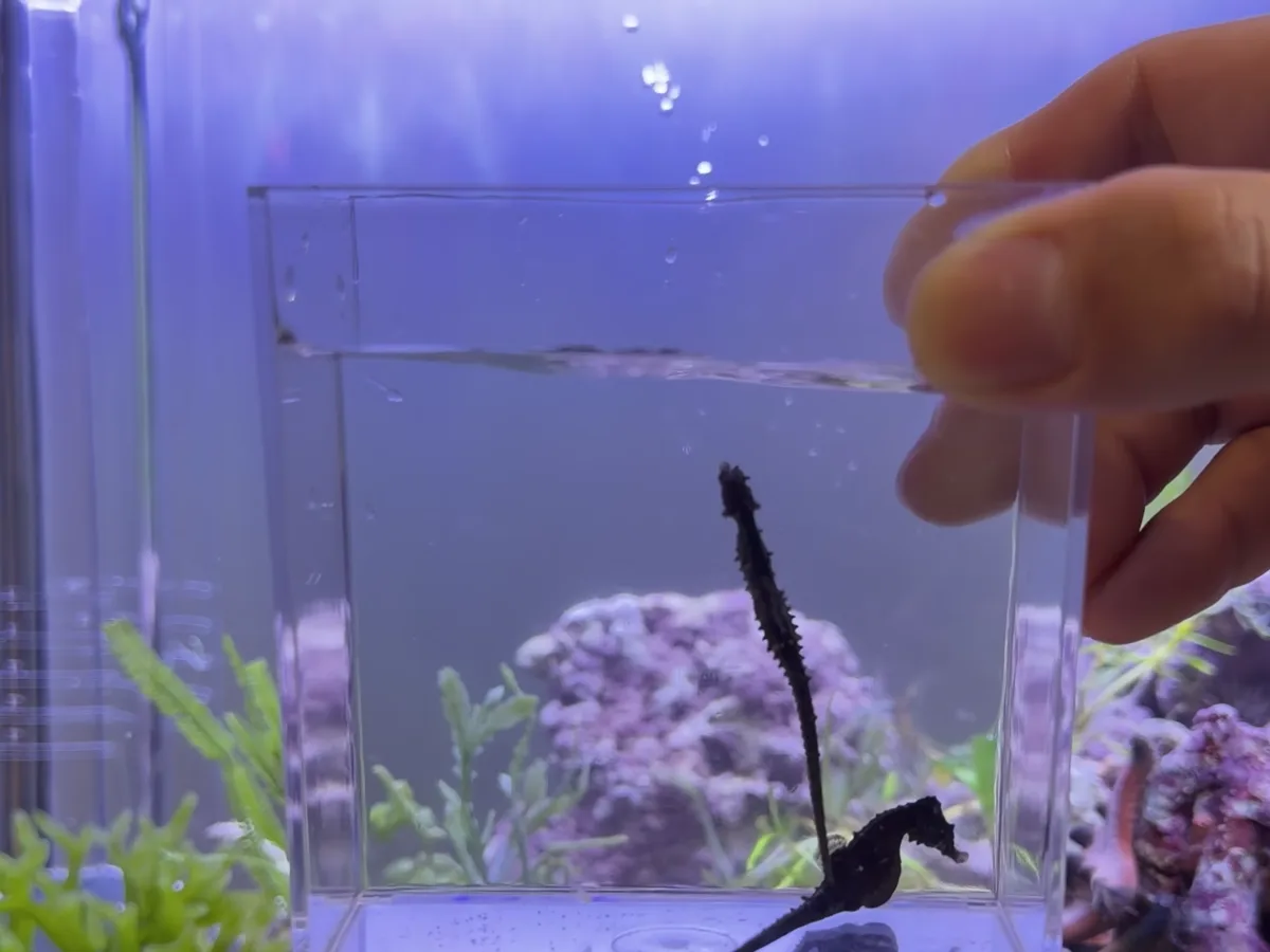 タツノオトシゴを水合わせして水槽に入れるところ